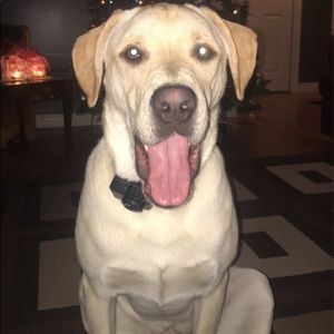 Meet your Posher, Hannah